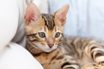 A Bengal kitten lies on the sofa and looks at the camera