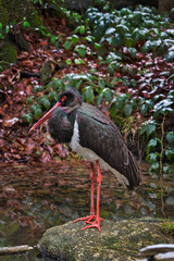 Schwarzer Storch am Bachlauf im Wald