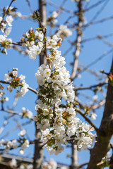 Fleurs de cerisier