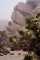 Joshua Tree Abstract