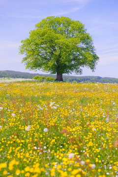 single linden tree in meadow at spring