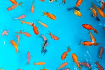 Colored tropical fish in a decorative pond. Orange decorative fish on a blue background. Flock of ornamental fish