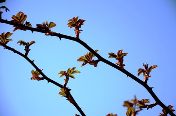 close up branch with young red and green leaves of spray roses on blue sky background. rose bush growing in soil in garden in spring sunny day. copy space