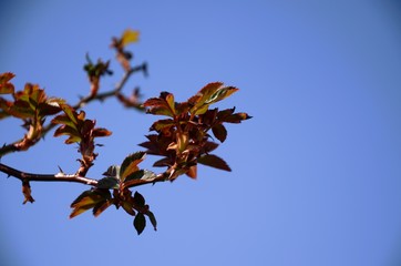 close up branch with young red and green leaves of spray roses on blue sky background. rose bush growing in soil in garden in spring sunny day. copy space