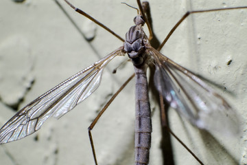 Beautiful Dragonfly with Sparkling Wings on a Wall