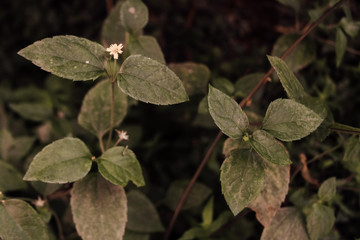 green leaves in the garden