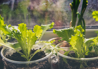 Growing healthy, vegetarian food at home with your own hands. Lettuce leaves grow in a transparent plastic cup on the windowsill.