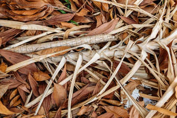 Dry leaves on the ground