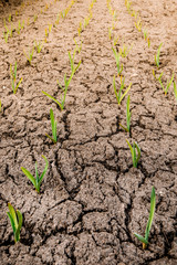 The early shoots of the garlic, the concept of farming