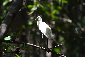 Little egret on tree branch in the forest.
