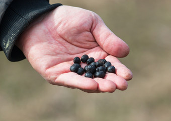 feces of a sheep in the form of balls in hand