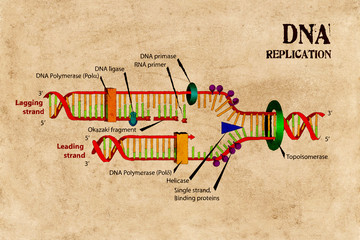 DNA replication schematics
