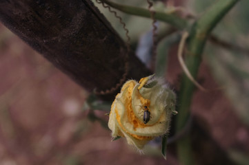 insect on a flower