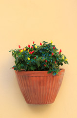 Sounth Italy wall decoration pot with tiny peppers. Beautiful colorful peppers plant at yellow wall background. Vertical pot with red and yellow decorative peppers.