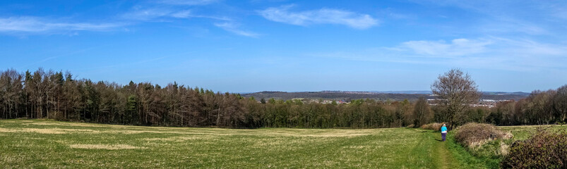Obraz premium panorama of the forest