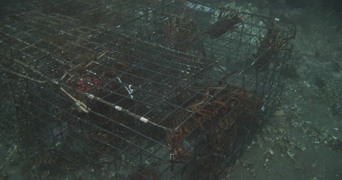 California spiny lobsters trapped in abandoned cage.