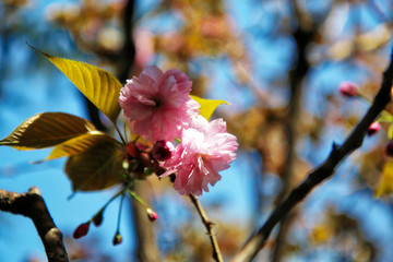 Finalmente primavera! Primo piano di albero di ciliegio da fiore (Prunus serrulata), fioritura sul fondo azzurro del cielo