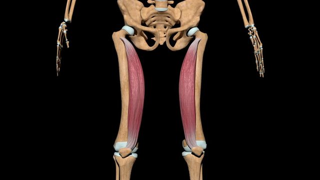 Vastus Medialis Muscles on Skeleton