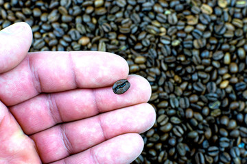 Hand holding a coffee bean. Coffee in hand against a background of coffee beans.