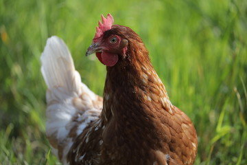 huhn auf einer wiese