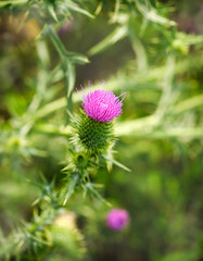 A purple Carduus Acanthoide flower. Plumeless thistles in bloom. Summer nature background with blossom flowers