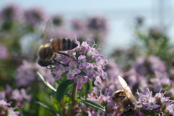Bee sucks nectar and collects pollen from a thyme flower. Macro video of thyme flowers..