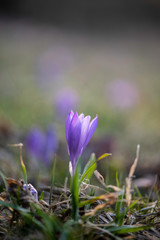 purple spring crocus wild saffron close up against sun light
