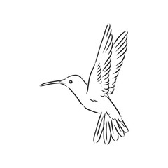 flying bird Hummingbird, vector sketch illustration hand drawn