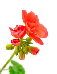 Beautiful geranium flower.