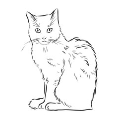 Fototapeta na wymiar cute pet cat, realistic vector sketch illustration