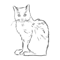 cute pet cat, realistic vector sketch illustration