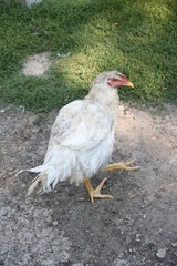 hen