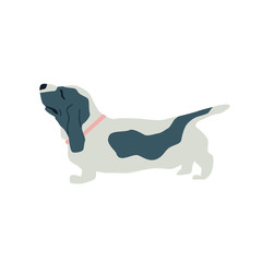Basset Hound Dog Flat vector illustration on white background