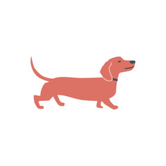 Dachshund Dog Flat vector illustration on white background