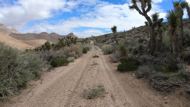 Travel through joshua trees high desert dirt road.