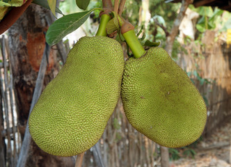 Green jackfruit on the tree. Local fruit of Thailand.