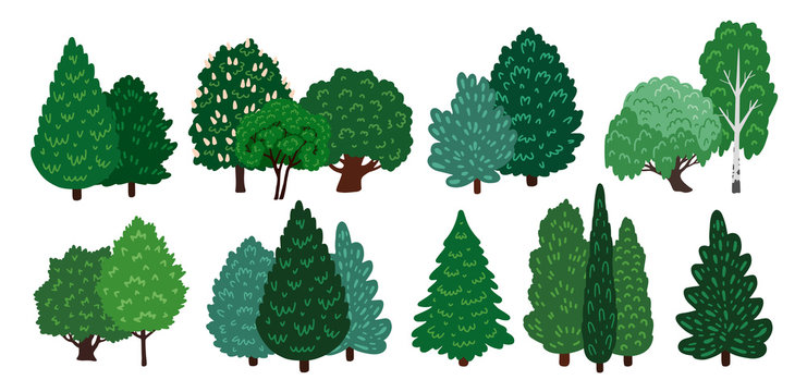 Groups of coniferous and deciduous trees. Elements for a forest and park landscape. Collection of cartoon elements. Vector illustration, isolated on a white background.