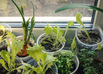 greenery garden on the windowsill,potted lettuce on a windowsill,vitamin greens on the windowsill,potted vegetables on the windowsill