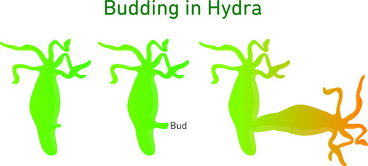Science of Hydra Budding illustration