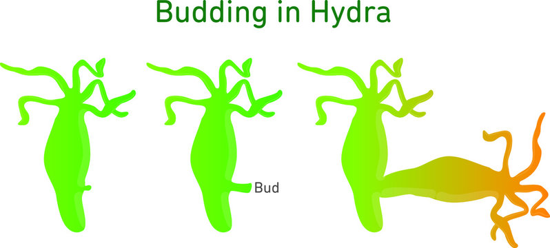 Science Of Hydra Budding Illustration