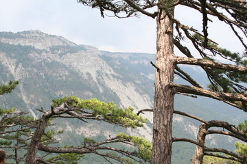 Crimea, Ay-Petri, nature