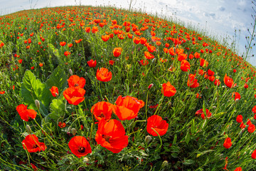 Allphotokz Poppy 20160508 2775 5DM3 S