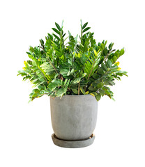 Tree that decorate the room. Cement Pot plant isolate on white background