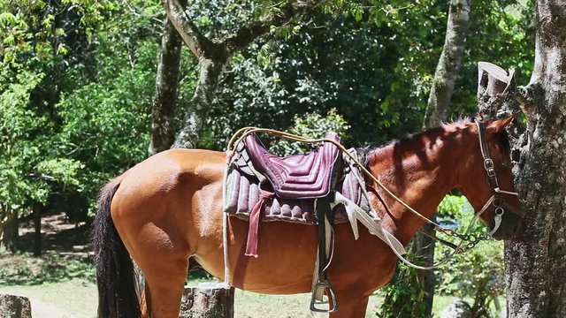 big ginger domestic horse with handmade rural saddle tied to tropical tree
