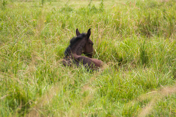 Obraz na płótnie Canvas The foal is resting in the green grass.