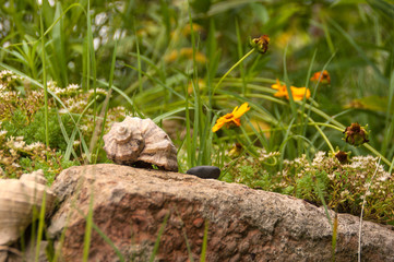 Shell on the stone. Sunny day. Nature.