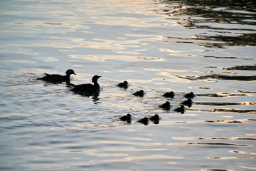 ducks on the water