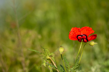 Allphotokz Poppy 20160508 6360 D810 S