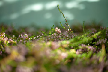 Branches of Heather. Background