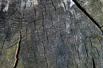 old wood texture